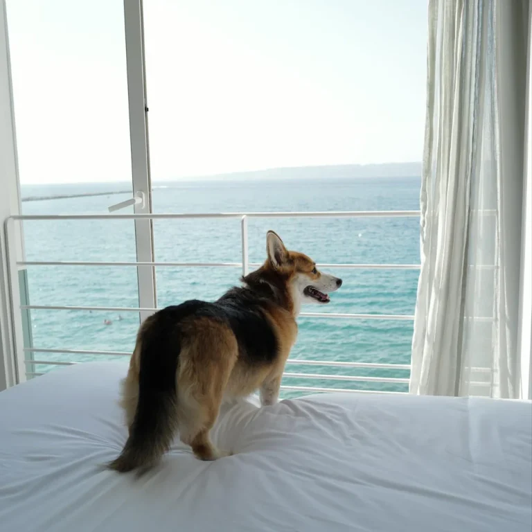 dog-fontenille