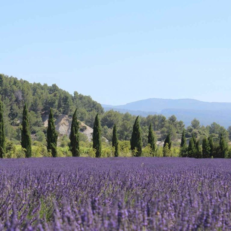 lavande-champs-provence